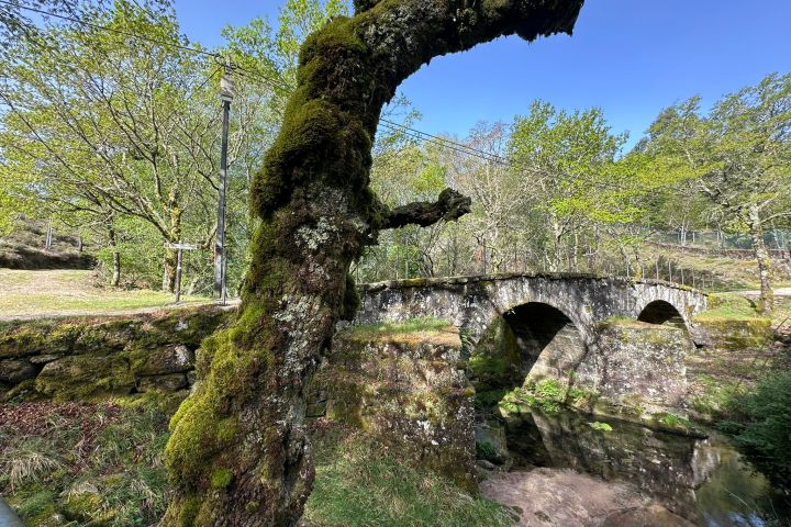 Moss-covered tree near a stone bridge over a stream in a forest.