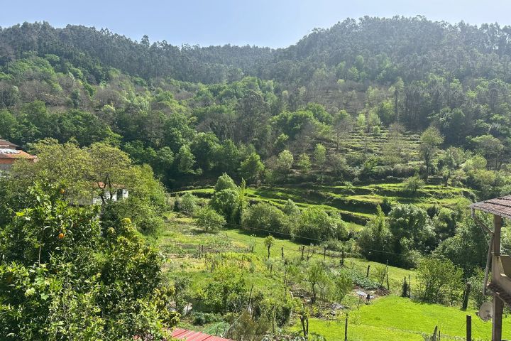 Lush green hillside with trees and terraced fields under a clear blue sky.