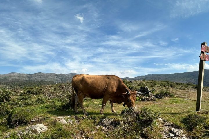 Brown cow grazing on a grassy hill with a signpost and cloudy sky.