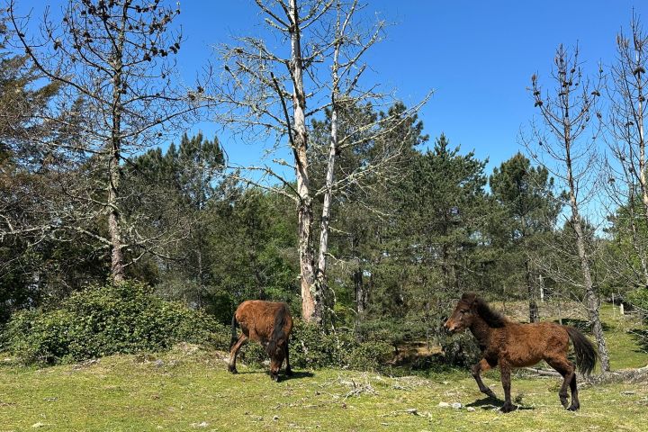 Two brown horses in a grassy, wooded area under a clear blue sky.