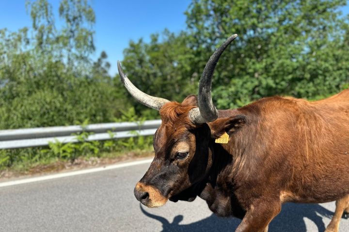 Brown cow with large horns walking on a paved road near green trees.
