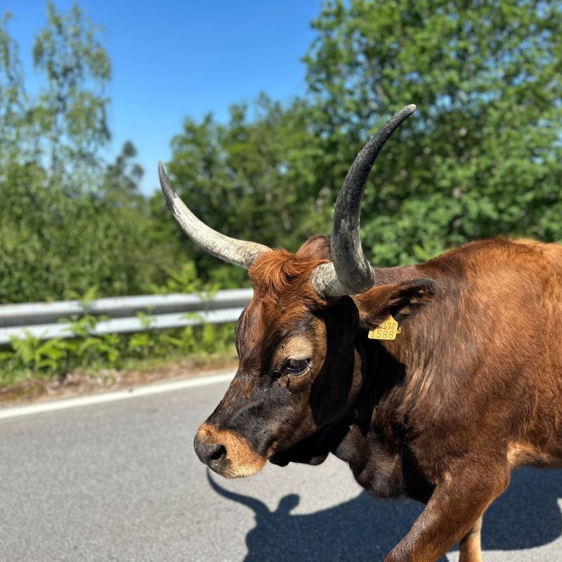 Brown cow with large horns walking on a paved road near green trees.
